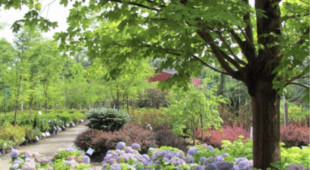 Landscaped garden scene with a winding path bordered by blooming hydrangeas and shrubs, and a large tree providing shade, with a red-roofed structure in the background