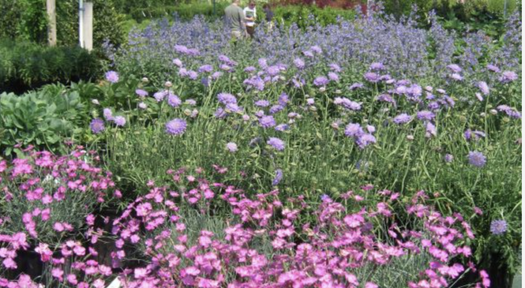 Garden bed filled with purple and pink flowering plants with green foliage, creating a colorful floral display