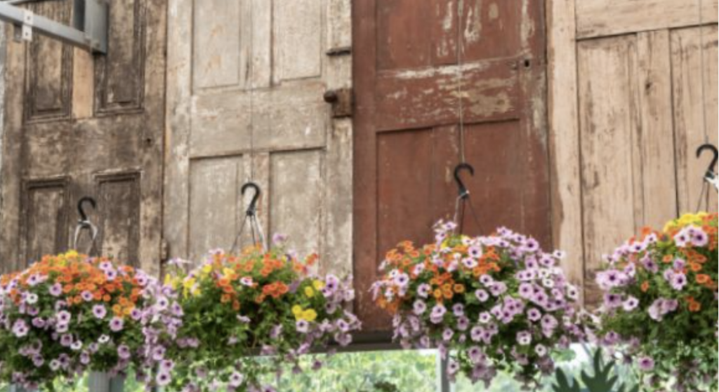 Rustic display of hanging baskets filled with colorful flowers, including purple petunias and orange blooms, set against weathered wooden doors