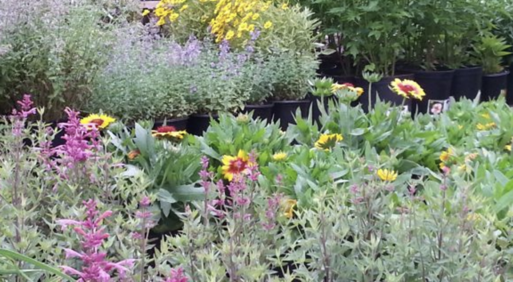 Flower bed with a mix of colorful perennials including pink and yellow blossoms and lush green foliage, with potted plants in the background at a nursery