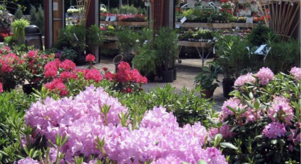 Colorful garden center display featuring bright pink rhododendron or azalea flowers in the foreground, with red blooms and potted greenery arranged on benches and tables