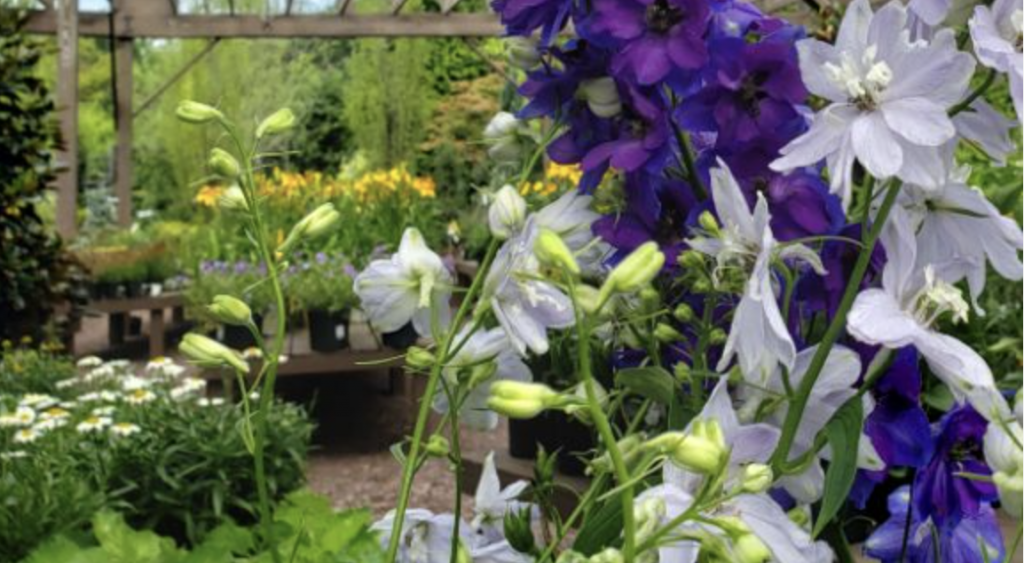 Close-up of delicate white and purple bell-shaped flowers with green buds in a garden nursery, with rows of plants and flowers in the background