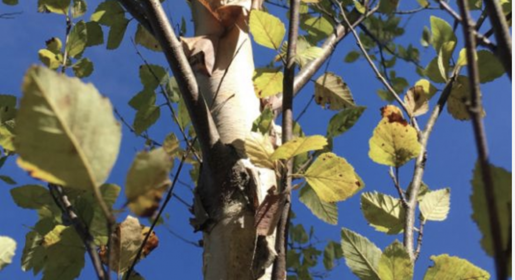 Close-up of a young tree trunk with green and yellow leaves against a bright blue sky