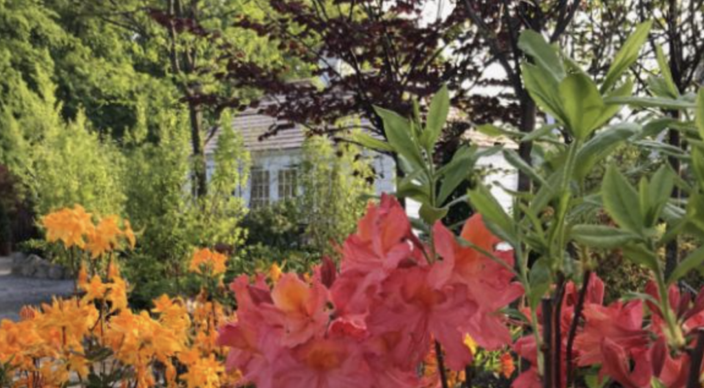 Vibrant garden featuring clusters of orange and red azalea flowers in bloom, with green shrubs and a house in the background.
