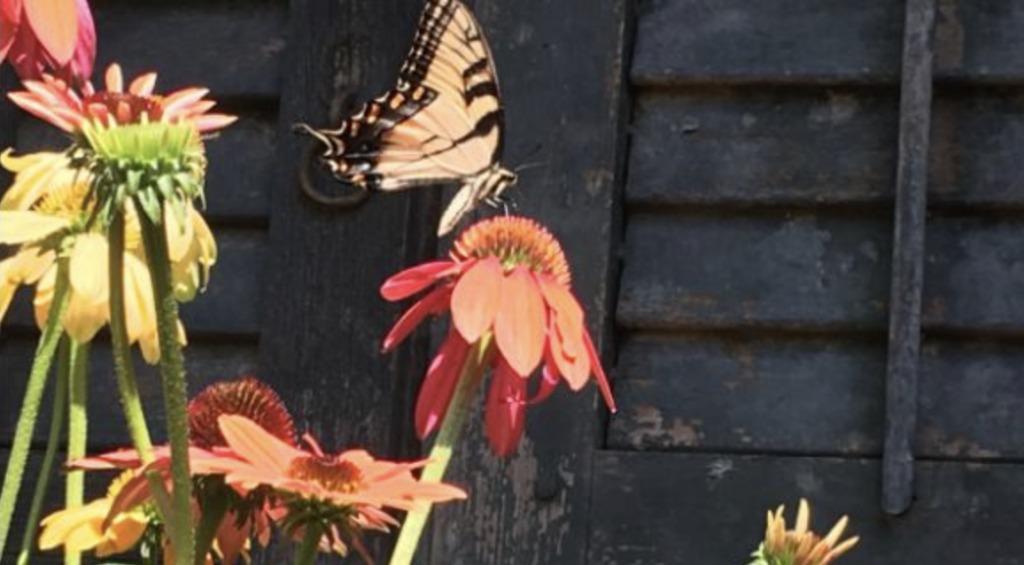 Butterfly perched on orange and yellow coneflowers against a dark wooden wall background.