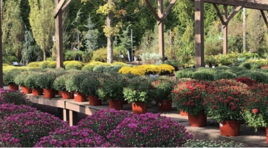 Rows of potted chrysanthemums in purple, yellow, and red colors arranged on wooden benches under a pergola in an outdoor garden center.