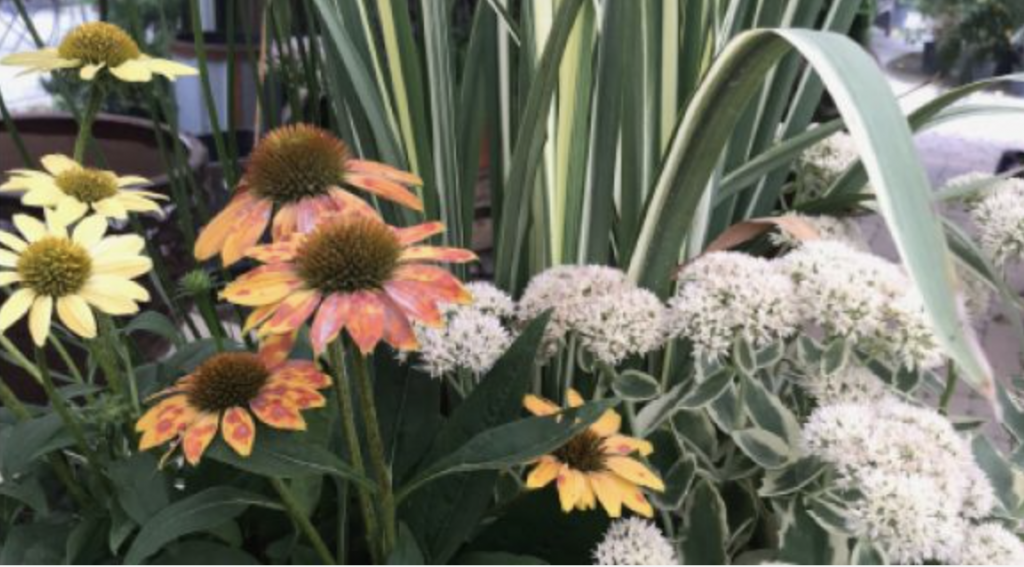Mixed flowers including yellow and orange coneflowers and white clusters with long green leaves in a garden setting.