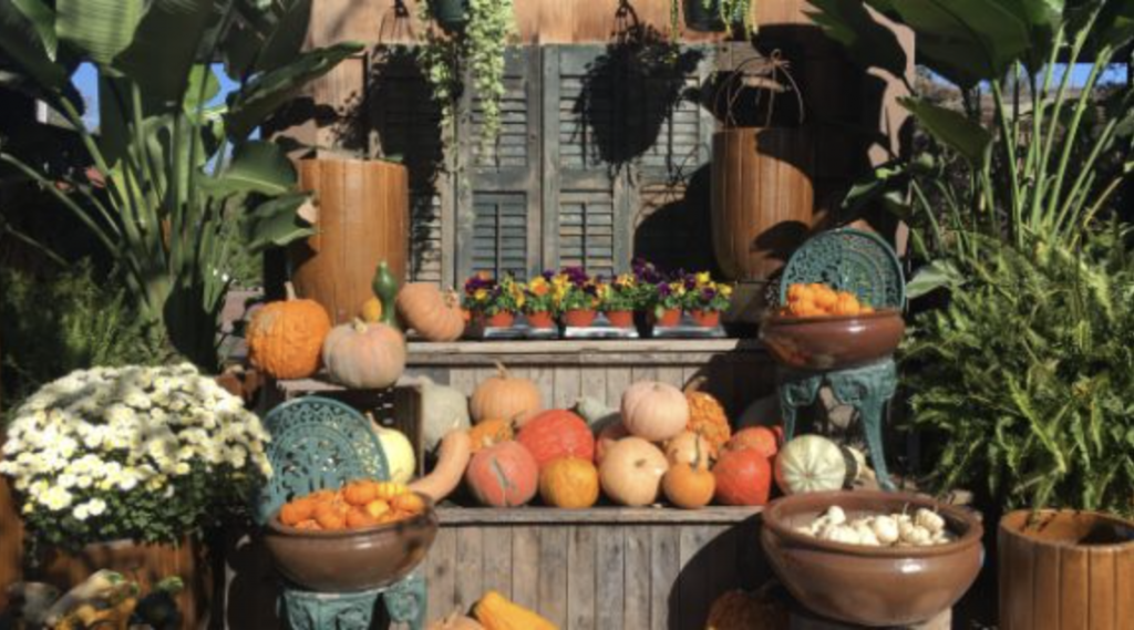 Display of assorted pumpkins, gourds, and squash arranged on shelves with surrounding potted plants and greenery.