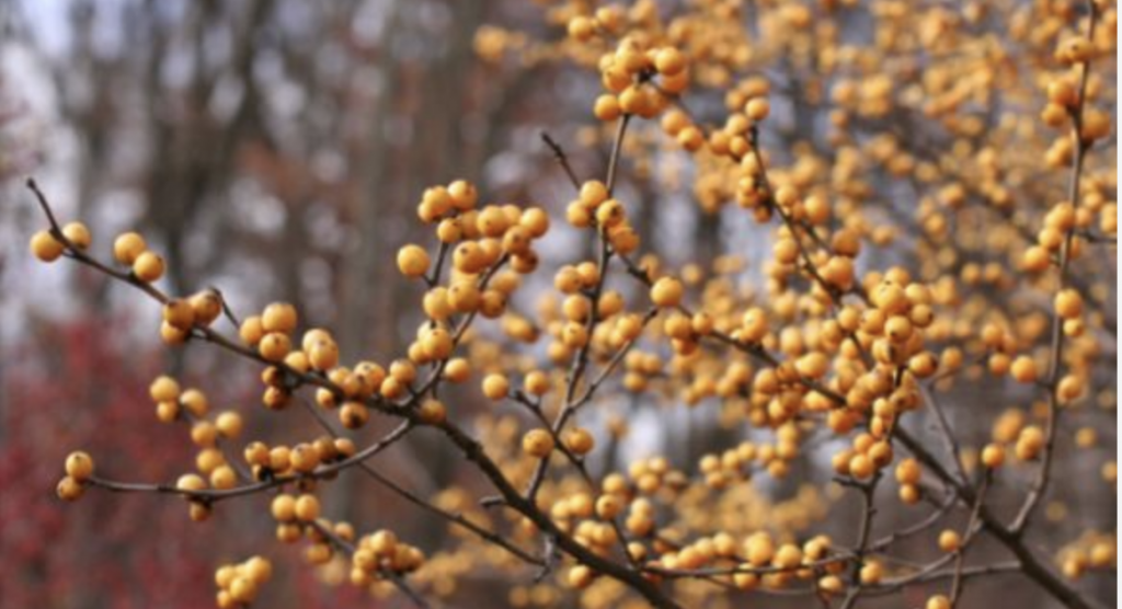 Branch covered in clusters of orange berries against a blurred forest background.