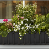 Window Box Planter