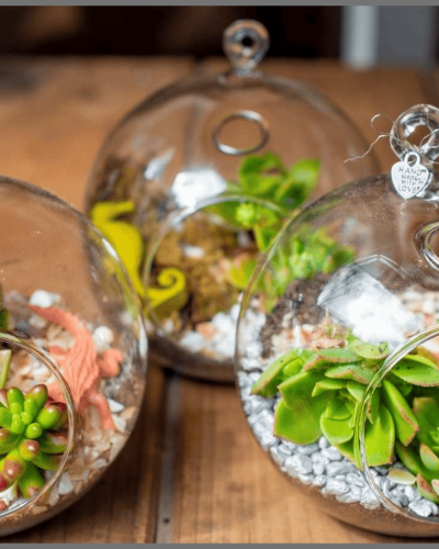 Make & Take: Build Your Own Terrarium Workshop Sun 6/7 1-3pm
