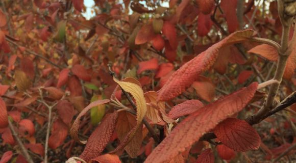 Close-up of red autumn leaves on a viburnum shrub