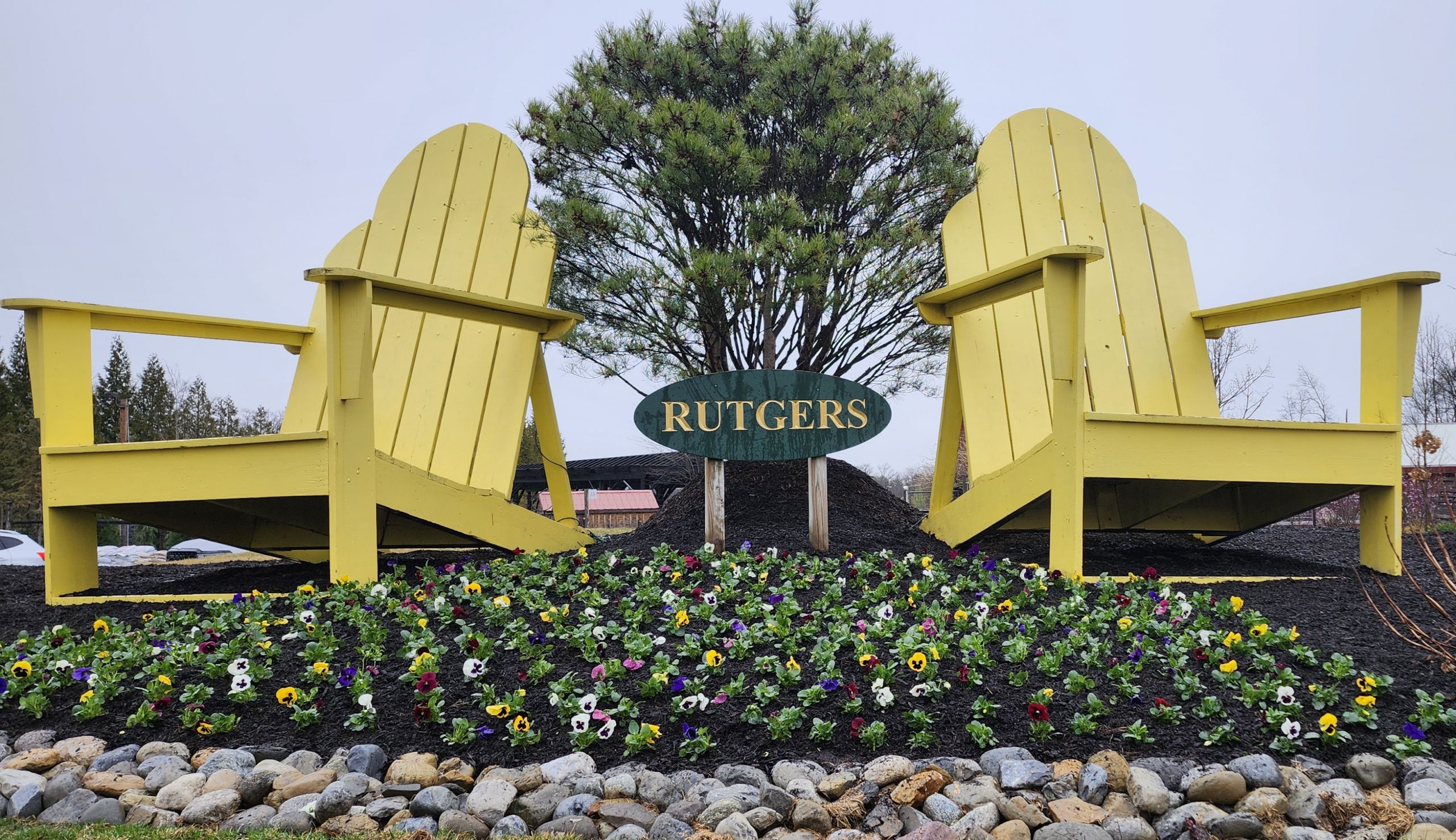 Yellow Adirondack chairs with pansies