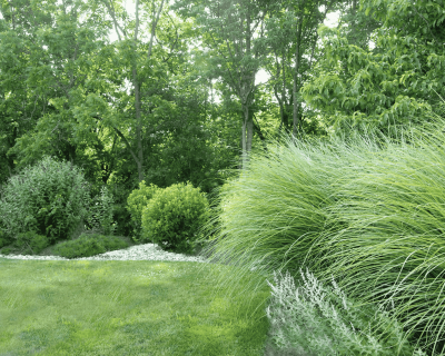 Ornamental Grasses