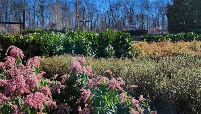 New Plant Stock for Nursery