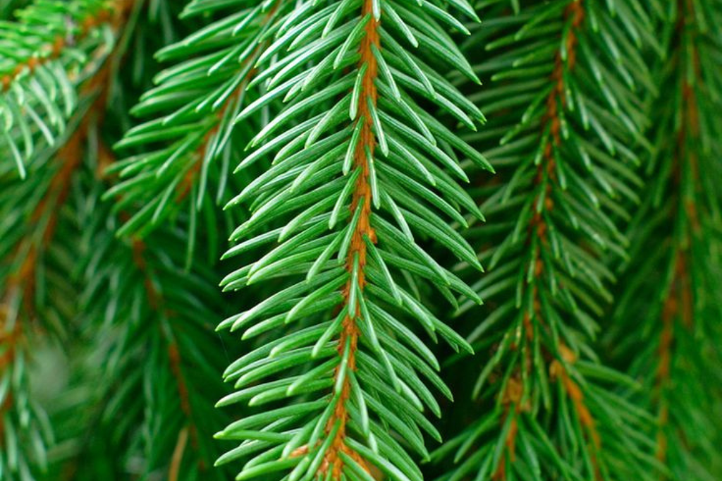 Evergreen Closeup