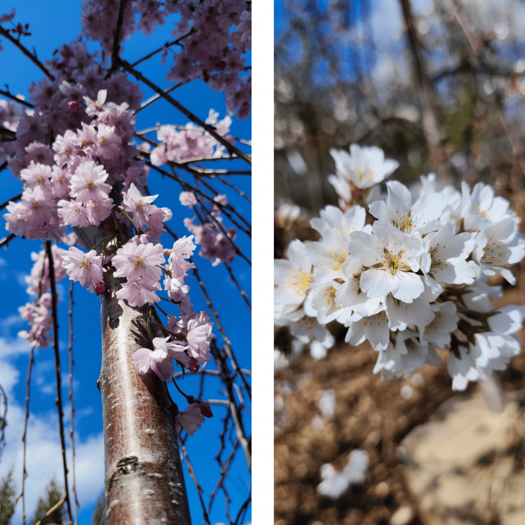 Flowering Cherry Trees