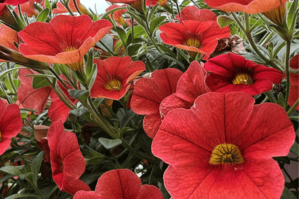 Red Calibrachoa