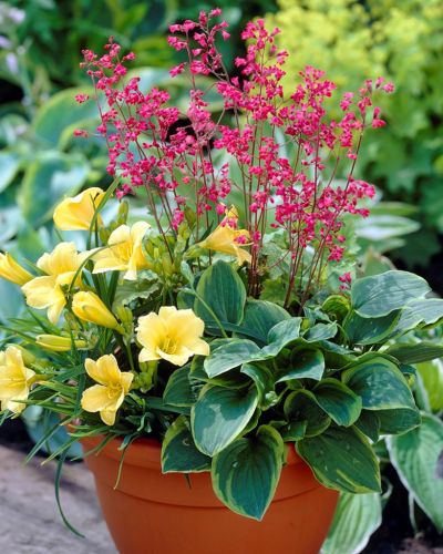 Make & Take: Perennial Potting Workshop Sun 7/12, 1-3pm