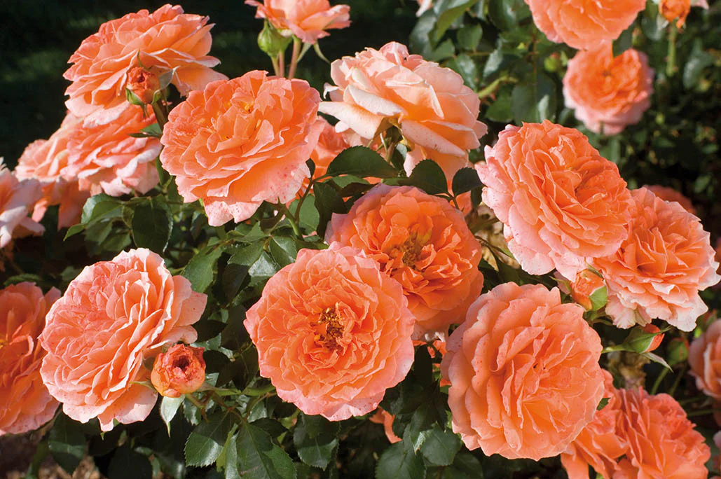 Adobe Sunrise Floribunda Roses