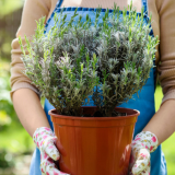 Make & Take: Perennial Potting Workshop Sun 7/12, 1-3pm