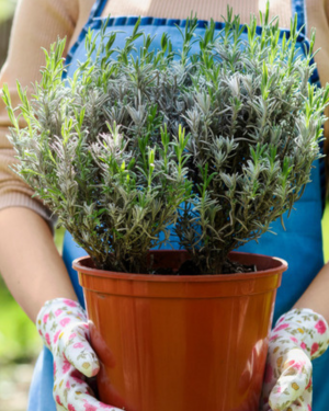 Make & Take: Perennial Potting Workshop Sun 7/12, 1-3pm