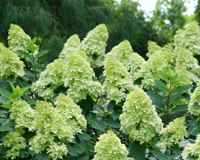 Hydrangea