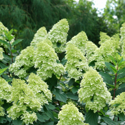 Hydrangea