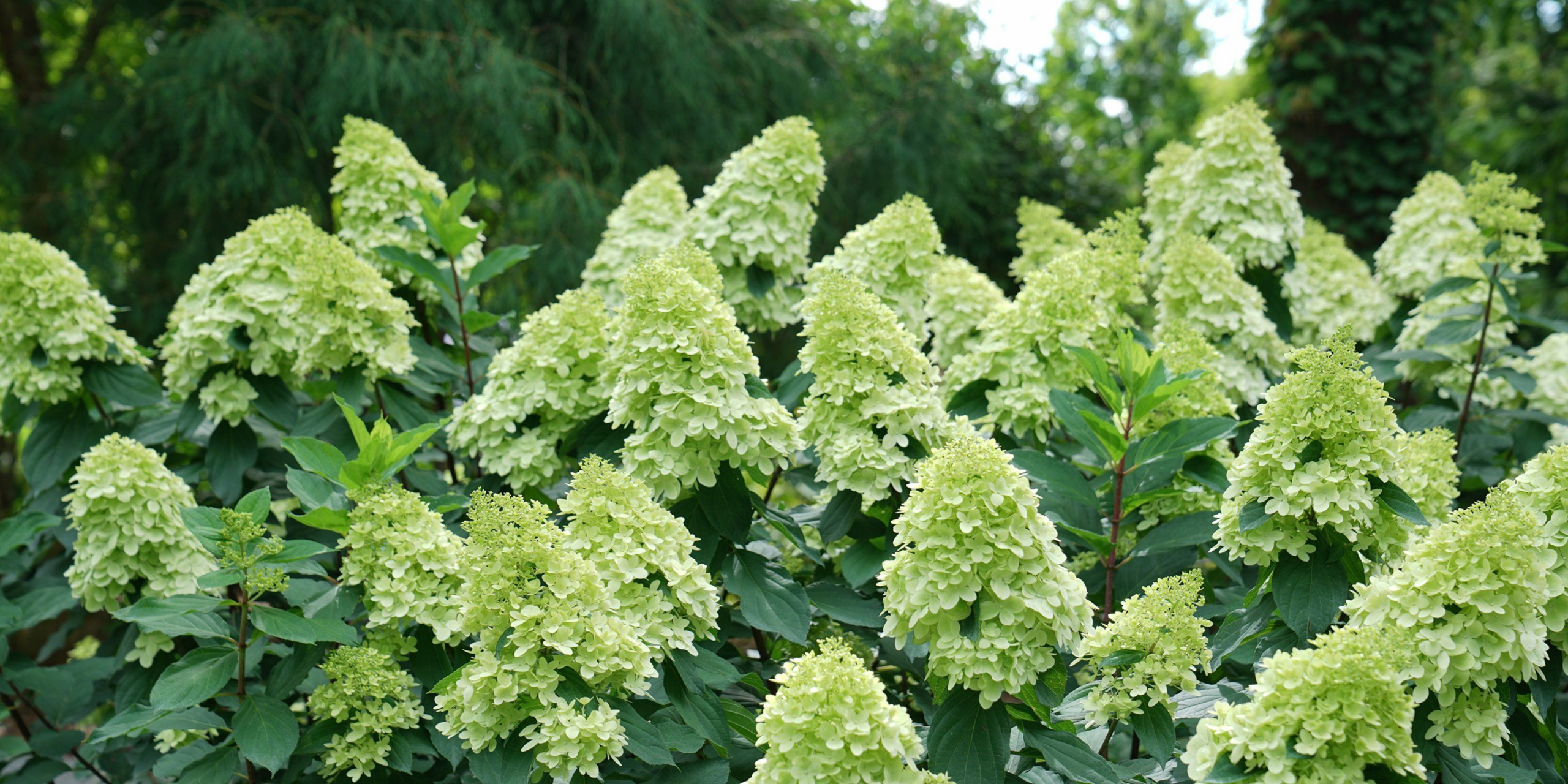 hydrangea-a-guide