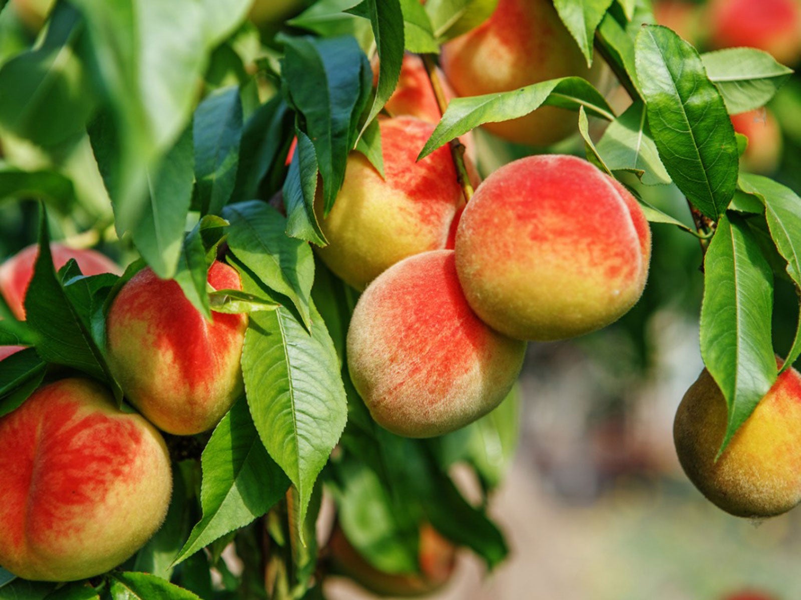 Peach Tree