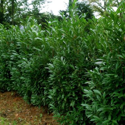 Skip Laurels