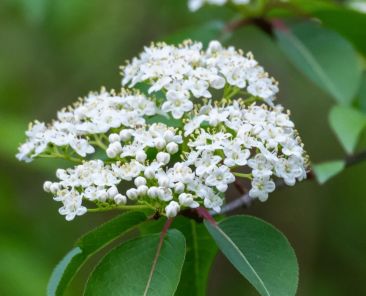 Blackhaw Viburnum