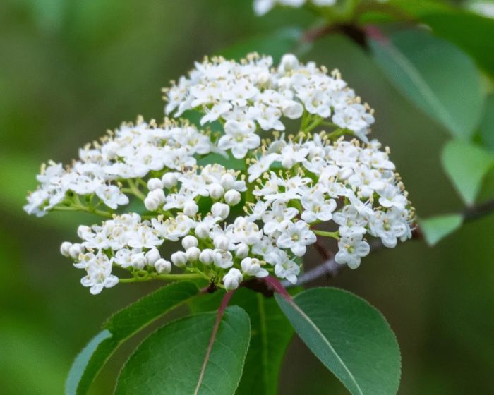 Blackhaw Viburnum