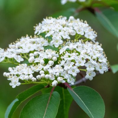 Blackhaw Viburnum