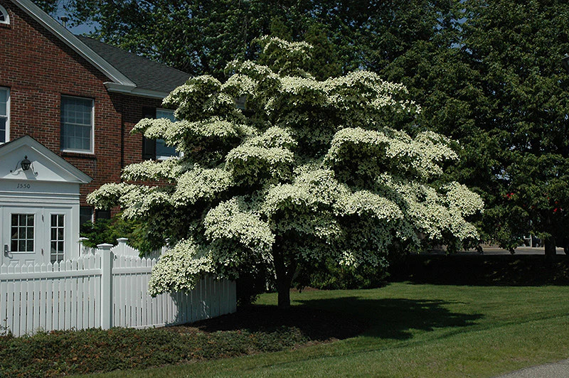 Kousa Dogwood