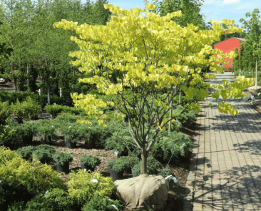 Summer Planting