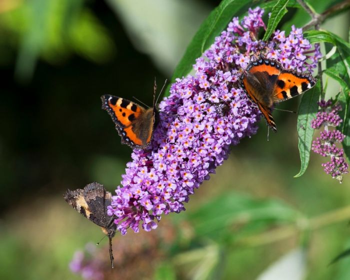 Butterfly Bush