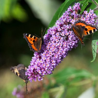 Butterfly Bush