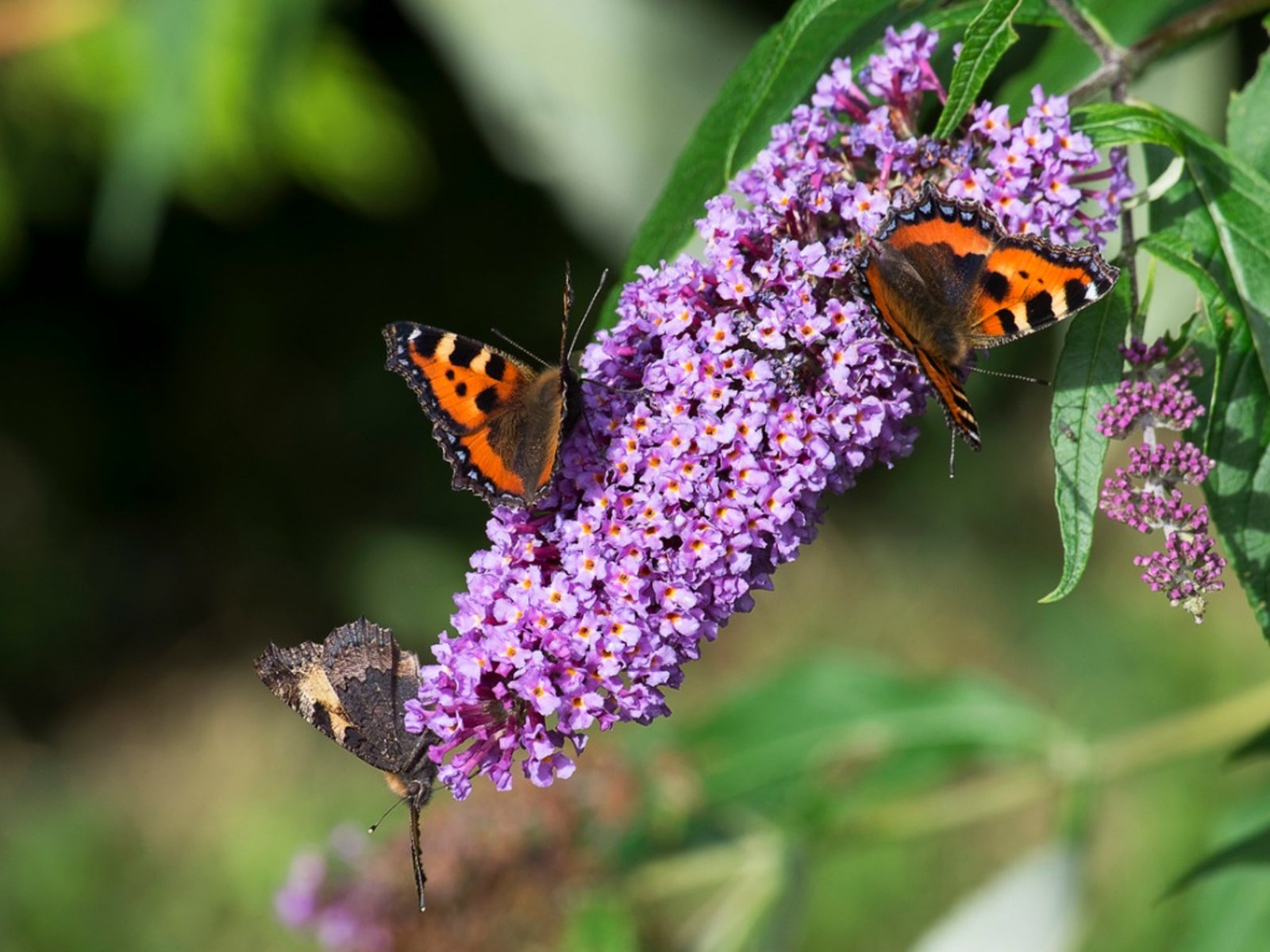 butterfly-bush