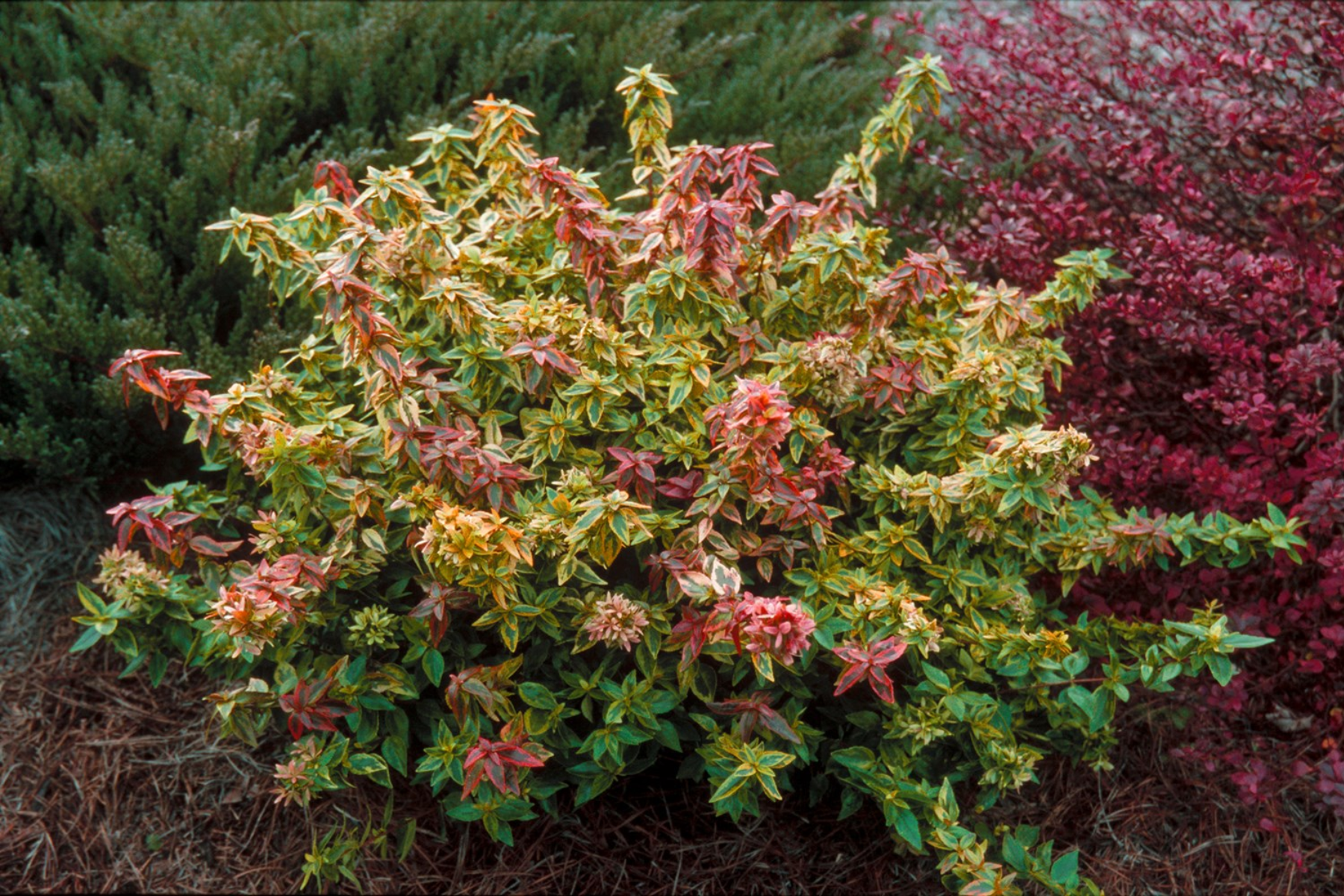 Abelia 'Kaleidoscope'
