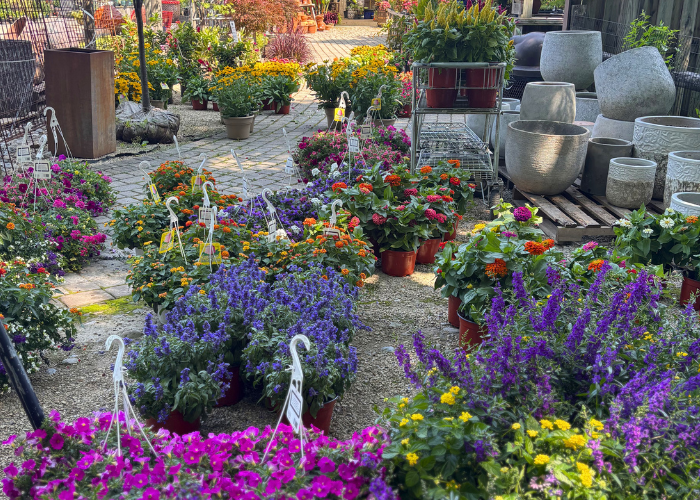 Annuals