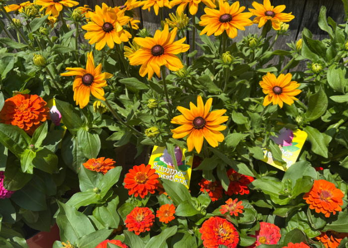 Annuals