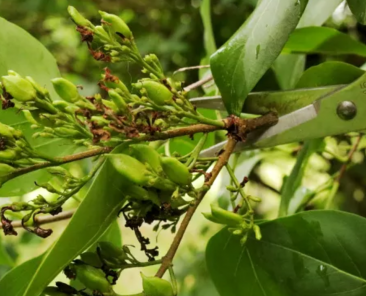 Summer Pruning