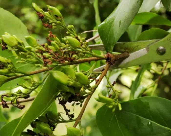 Summer Pruning