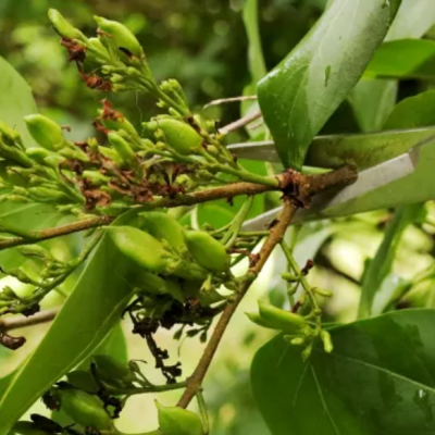 Summer Pruning