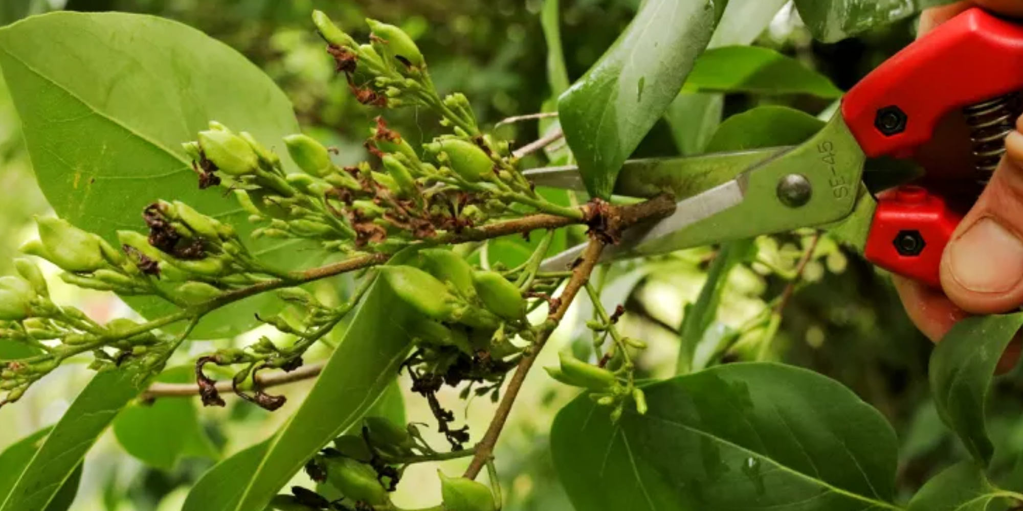 summer-prunin