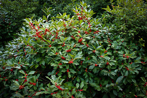 Winterberry