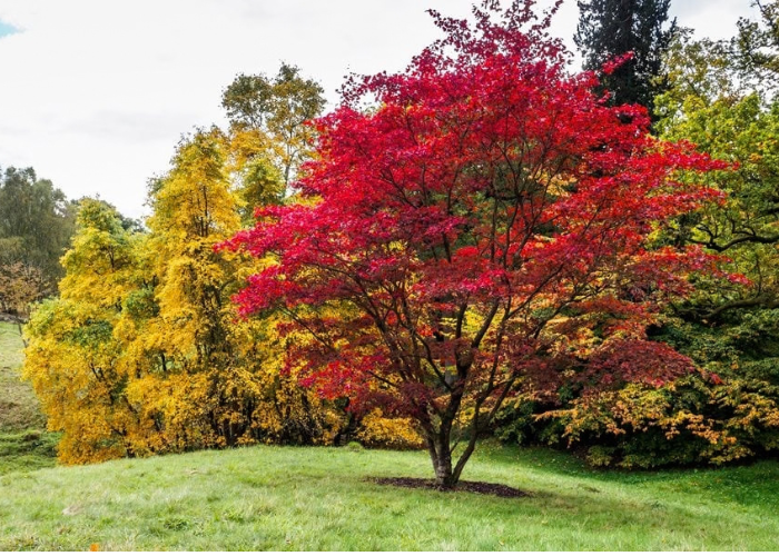 Trees with Fall Color